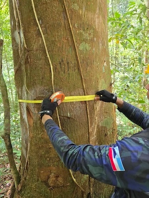 Person in uniform measuring the circumference of a tree trunk in a forest using a measuring tape