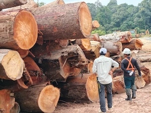 Two workers inspecting large cut logs stacked at a logging site near a forested area