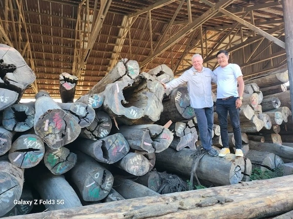 Two men standing on large stacked teak logs with markings, inside a wooden-roofed lumber storage facility