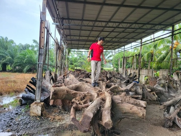 Man walking on large teak tree roots stored under a metal-roofed shed in a rural area with palm trees